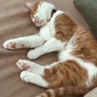 Tekir Kedi, Kedi  Balım fotoğrafı