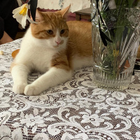 Tekir Kedi, Kedi  Balım fotoğrafı