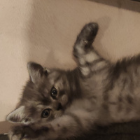 British Shorthair, Kedi  Jülide fotoğrafı