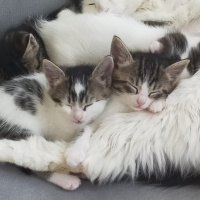 Tekir Kedi, Kedi  İsmini siz bulun bu minnaklarin fotoğrafı