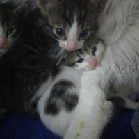 Tekir Kedi, Kedi  İsmini siz bulun bu minnaklarin fotoğrafı