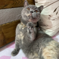 British Shorthair, Kedi  Çakıl fotoğrafı