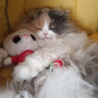Chinchilla, Kedi  POPPY fotoğrafı