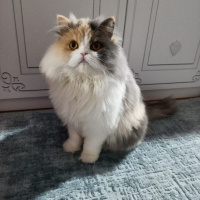 Chinchilla, Kedi  POPPY fotoğrafı