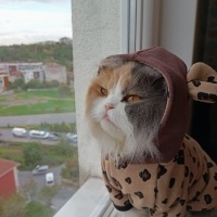 Chinchilla, Kedi  POPPY fotoğrafı
