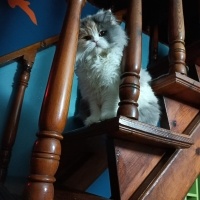 Chinchilla, Kedi  POPPY fotoğrafı