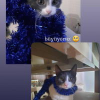 Tekir Kedi, Kedi  Mogi fotoğrafı