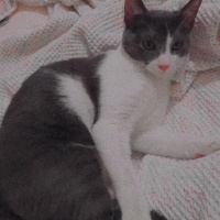 Tekir Kedi, Kedi  Mogi fotoğrafı