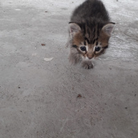 Tekir Kedi, Kedi  petibör fotoğrafı