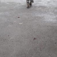 Tekir Kedi, Kedi  petibör fotoğrafı