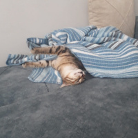 Tekir Kedi, Kedi  Badem fotoğrafı