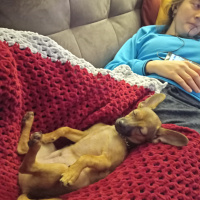 Minyatür Pinscher, Köpek  LEO fotoğrafı