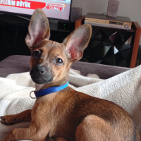 Minyatür Pinscher, Köpek  LEO fotoğrafı