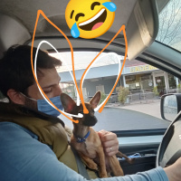 Minyatür Pinscher, Köpek  LEO fotoğrafı