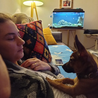 Minyatür Pinscher, Köpek  LEO fotoğrafı