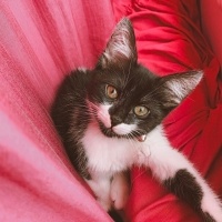 Tekir Kedi, Kedi  yoyo fotoğrafı