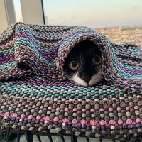 Tekir Kedi, Kedi  yoyo fotoğrafı