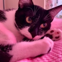 Tekir Kedi, Kedi  yoyo fotoğrafı