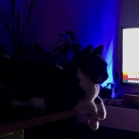 Tekir Kedi, Kedi  yoyo fotoğrafı