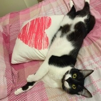 Tekir Kedi, Kedi  yoyo fotoğrafı