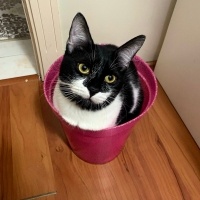 Tekir Kedi, Kedi  yoyo fotoğrafı