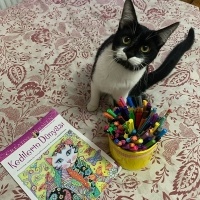 Tekir Kedi, Kedi  yoyo fotoğrafı