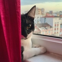 Tekir Kedi, Kedi  yoyo fotoğrafı