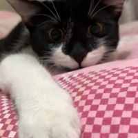 Tekir Kedi, Kedi  yoyo fotoğrafı