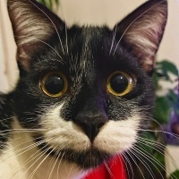 Tekir Kedi, Kedi  yoyo fotoğrafı