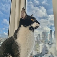 Tekir Kedi, Kedi  yoyo fotoğrafı