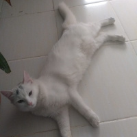 Ankara Kedisi, Kedi  Sadiş fotoğrafı