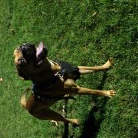 Boxer, Köpek  DEXTER fotoğrafı