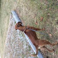 Boxer, Köpek  DEXTER fotoğrafı