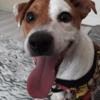 Jack Russell Terrier, Köpek  Cesur fotoğrafı