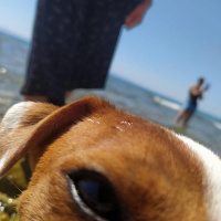 Jack Russell Terrier, Köpek  Cesur fotoğrafı