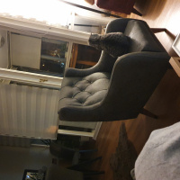 Scottish Fold, Kedi  Puki fotoğrafı