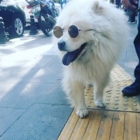 Chow Chow (çin Aslanı), Köpek  Kral fotoğrafı