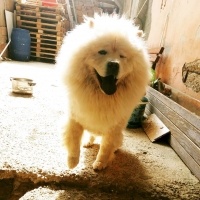 Chow Chow (çin Aslanı), Köpek  Kral fotoğrafı