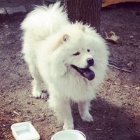 Chow Chow (çin Aslanı), Köpek  Kral fotoğrafı