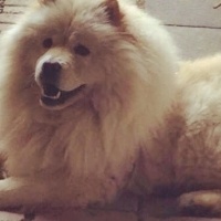 Chow Chow (çin Aslanı), Köpek  Kral fotoğrafı