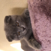 Scottish Fold, Kedi  Cesur fotoğrafı