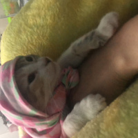 Tekir Kedi, Kedi  Gölge fotoğrafı