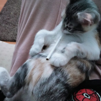 Tekir Kedi, Kedi  Gölge fotoğrafı