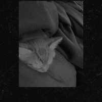 Sarman, Kedi  Nox fotoğrafı