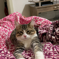 Tekir Kedi, Kedi  Risus fotoğrafı