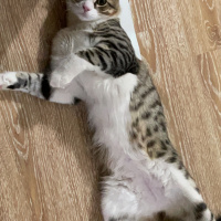 Tekir Kedi, Kedi  Risus fotoğrafı