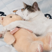 Tekir Kedi, Kedi  pati fotoğrafı