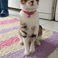 Tekir Kedi, Kedi  Boncuk fotoğrafı