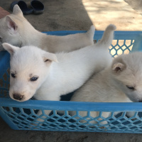 Sibirya Kurdu (Husky), Köpek  Mia fotoğrafı