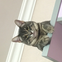 Tekir Kedi, Kedi  Smee fotoğrafı